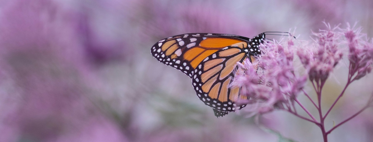 A beautiful monarch butterfly photographed in side profile resting upon a delicate flower. Out of focus in the background other flowers are blurred out.